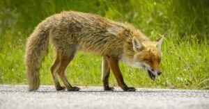 Cochise County foxes spark rabies alert